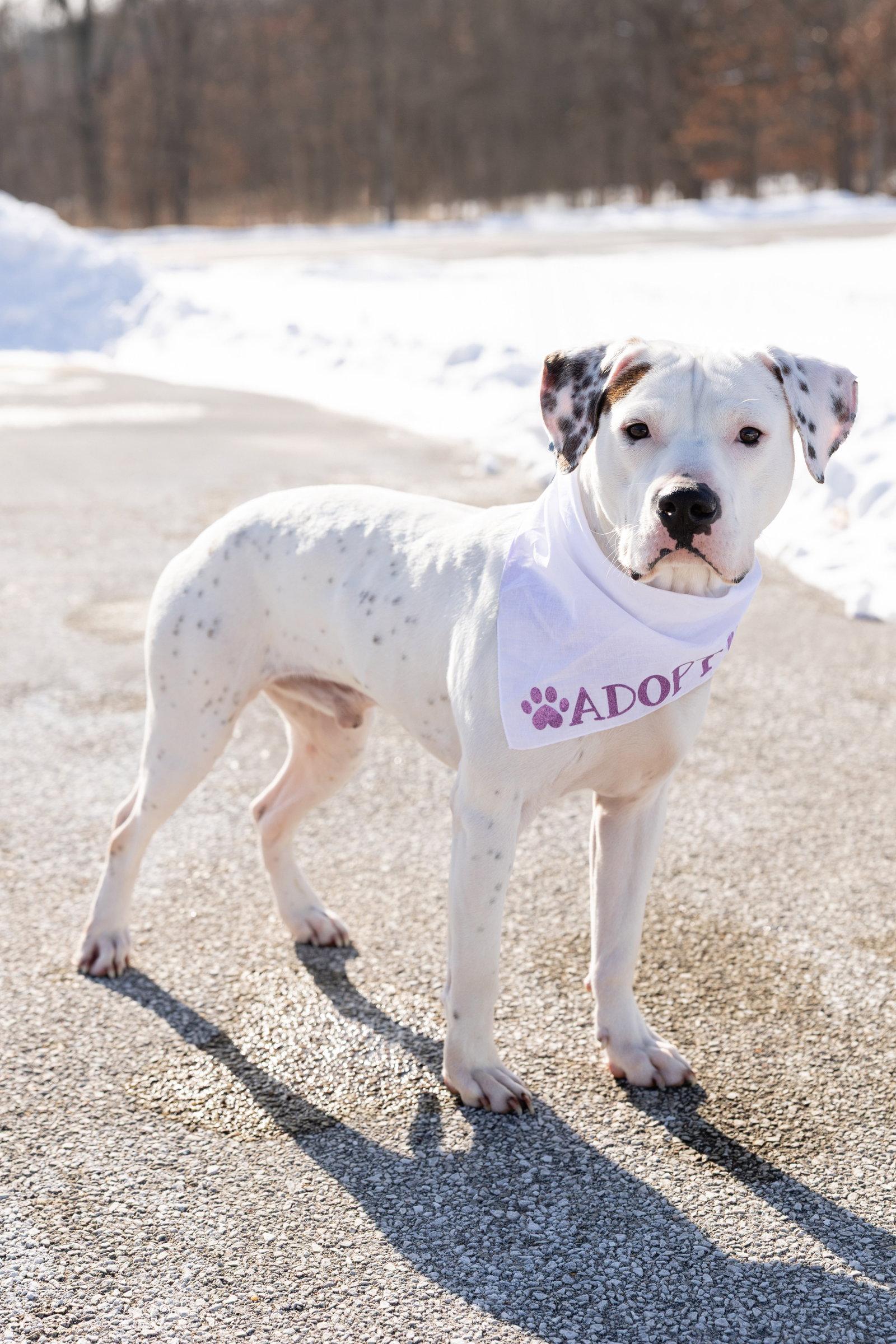 Enlarge Everest, a Adoptable Pit Bull Terrier in Crete, IL image 3/3