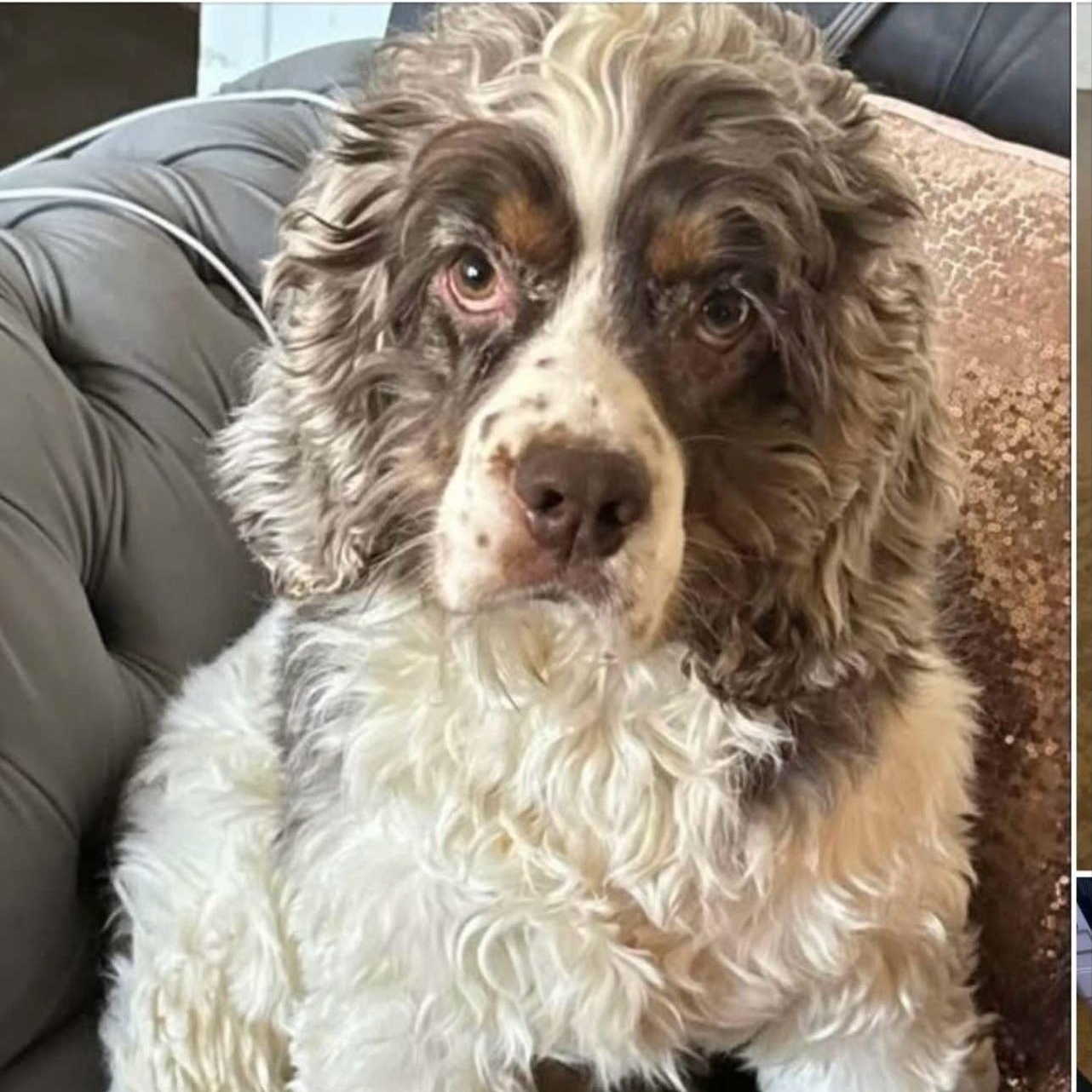 Prince, Adult Male Cocker Spaniel
