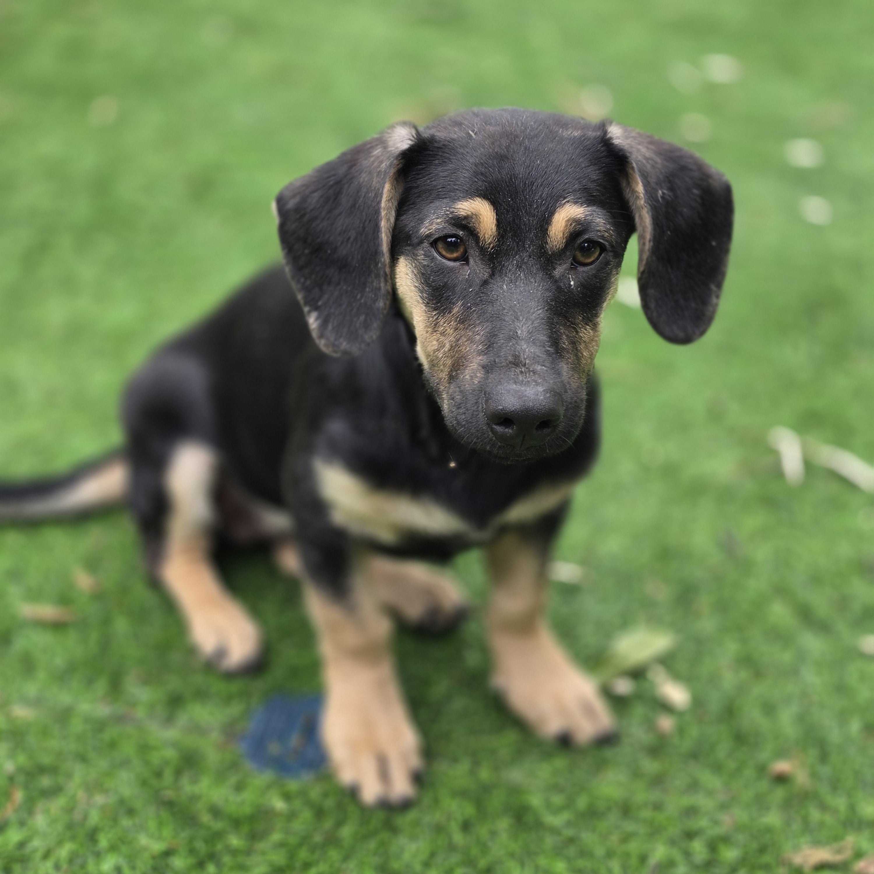 Enlarge Agnes, an adopted mixed breed in Blairstown, NJ image 3/6