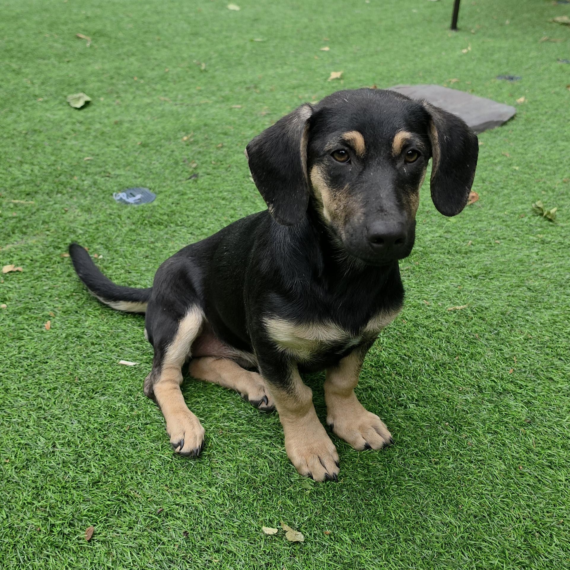 Agnes, adopted, Puppy Female Dachshund & Mixed Breed.