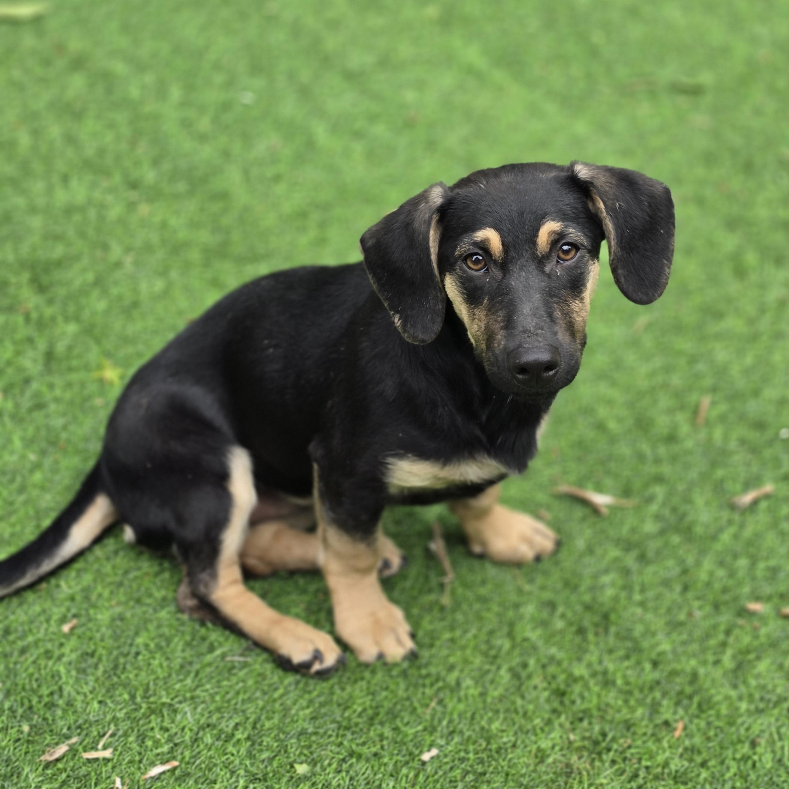 Enlarge Agnes, an adopted mixed breed in Blairstown, NJ image 5/6
