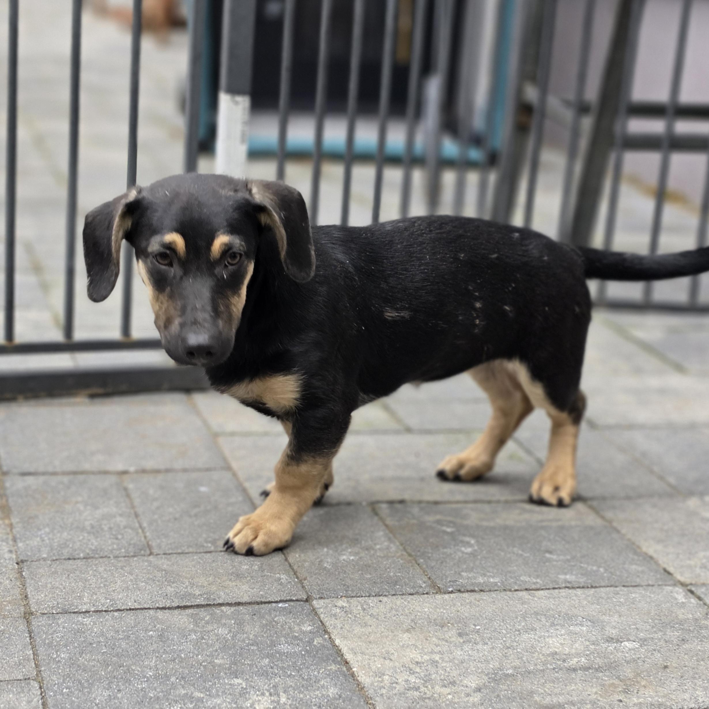 Enlarge Agnes, an adopted mixed breed in Blairstown, NJ image 4/6