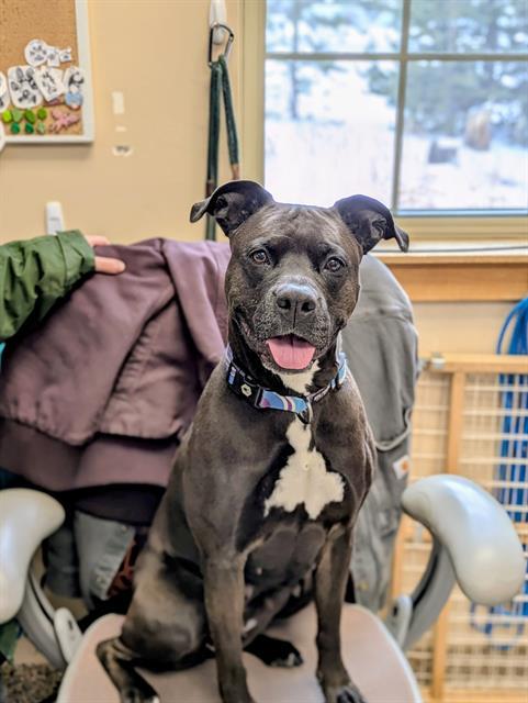 Enlarge SASSY, a Adoptable mixed breed in Frisco, CO image 1/1