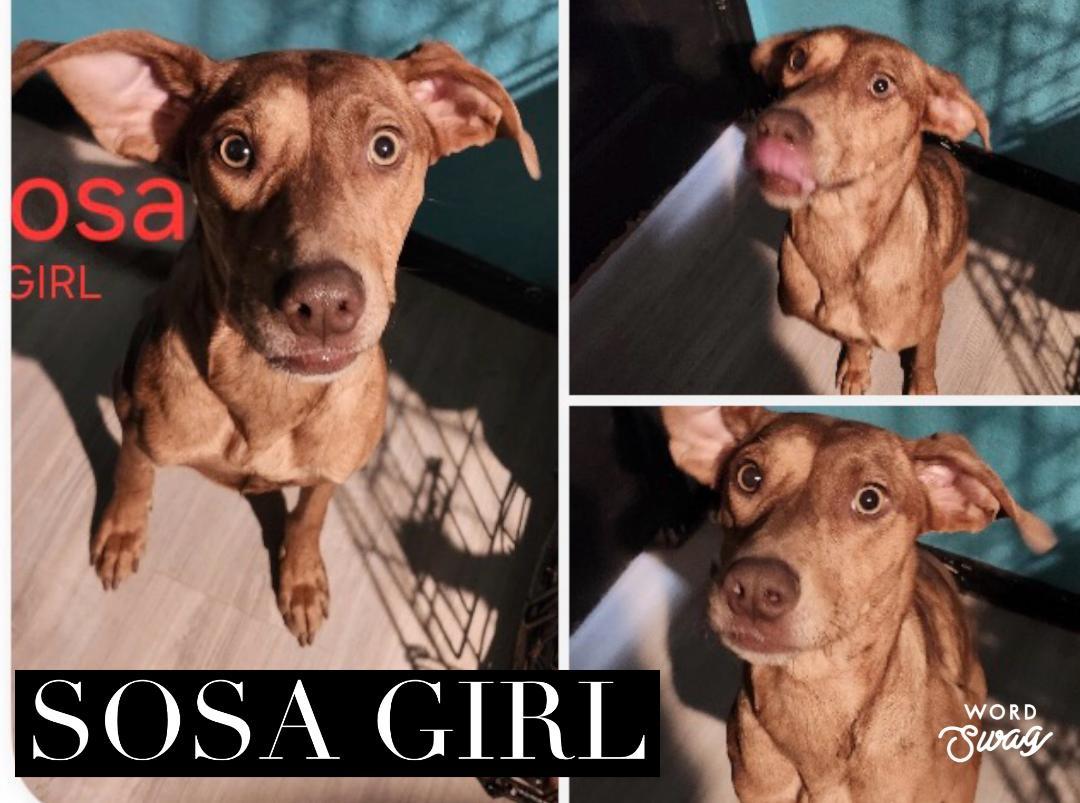 Enlarge sosa, a ADOPTABLE mixed breed in canyon lake, TX image 1/1