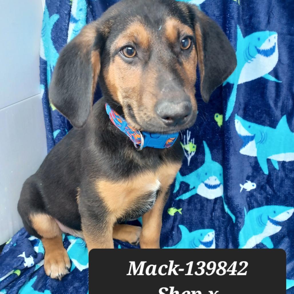Mack, Adoptable, Puppy Male German Shepherd Dog.