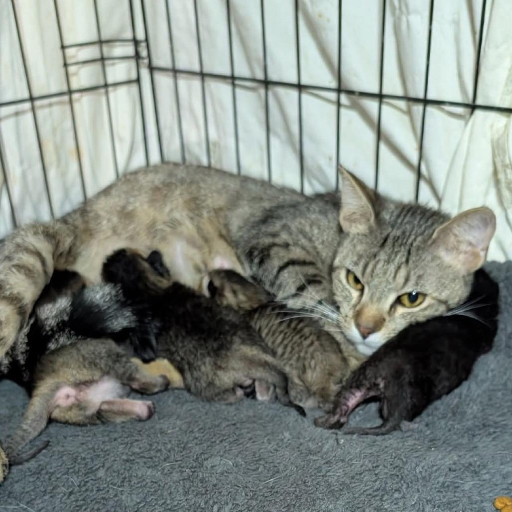 Enlarge Evelyn, a Adoptable Domestic Short Hair in Evensville, TN image 1/6