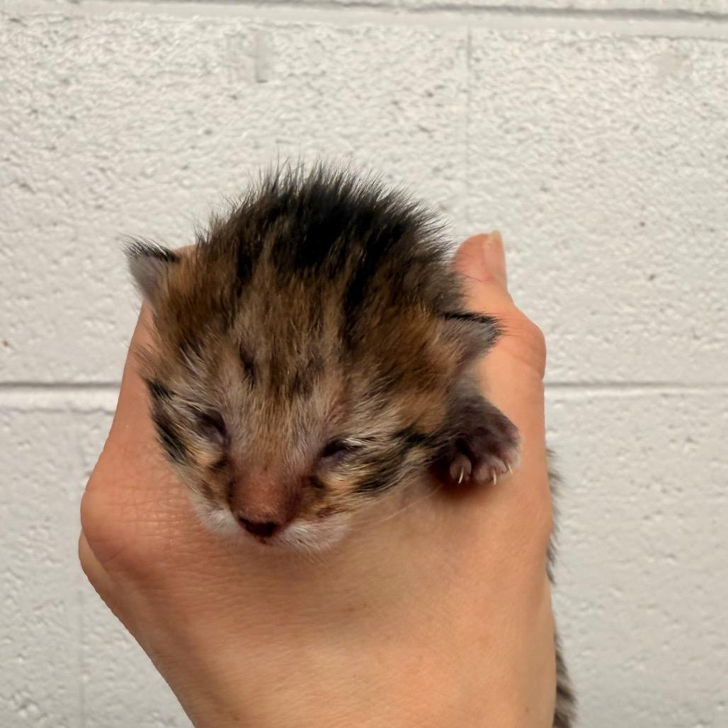 Enlarge Evelyn, a Adoptable Domestic Short Hair in Evensville, TN image 2/6