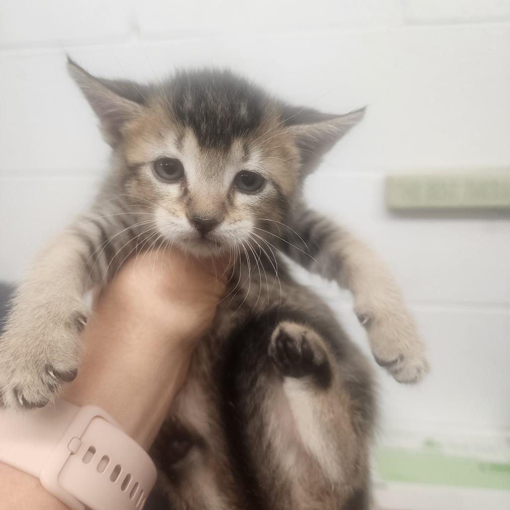 Enlarge Evelyn, a Adoptable Domestic Short Hair in Evensville, TN image 3/6