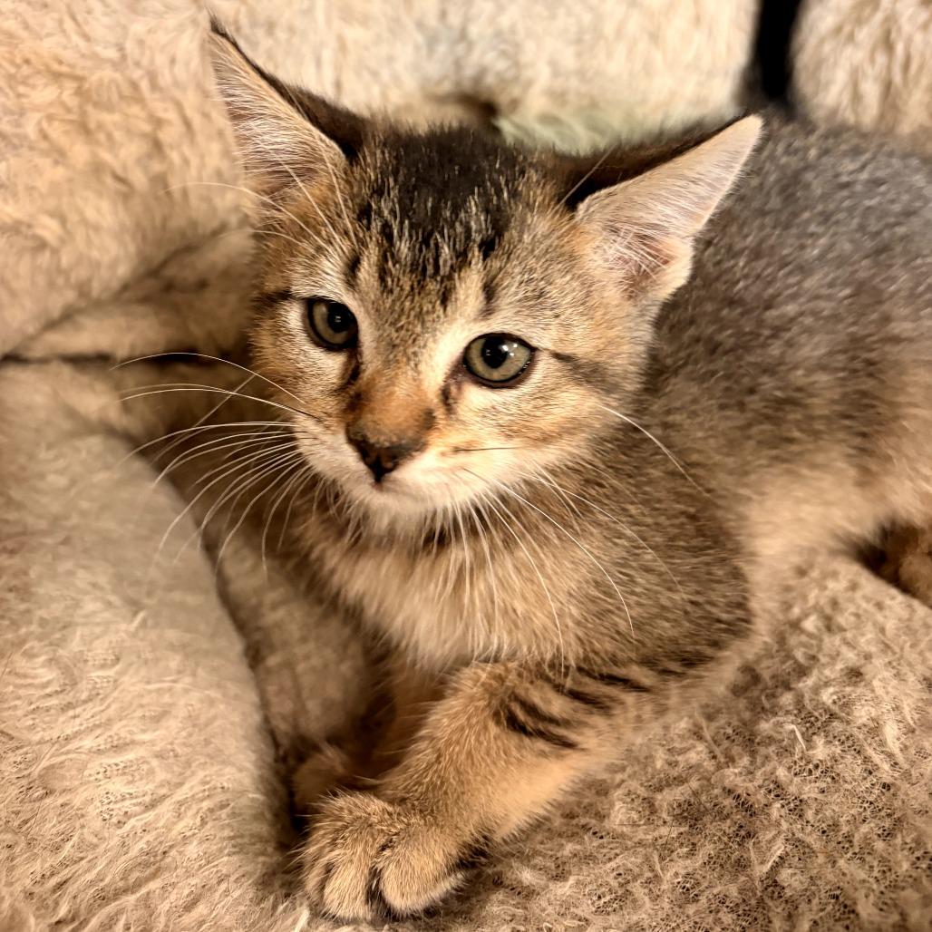 Enlarge Evelyn, a Adoptable Domestic Short Hair in Evensville, TN image 6/6