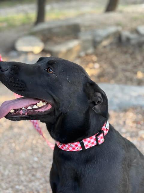 Enlarge Zoe, a Adoptable mixed breed in Nashua, NH image 2/6