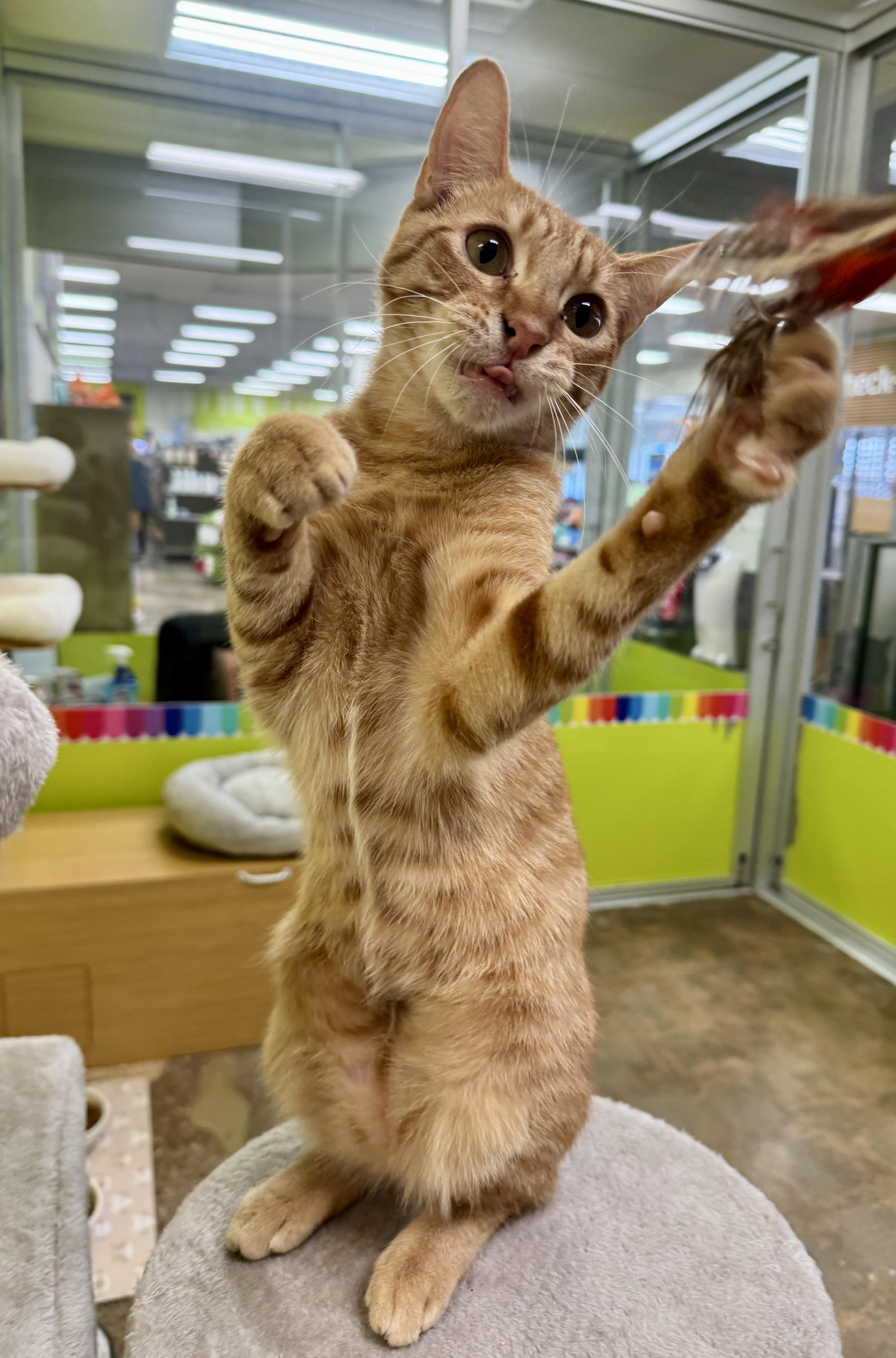 Enlarge Big Red , an adopted Domestic Short Hair in Houston, TX image 5/6