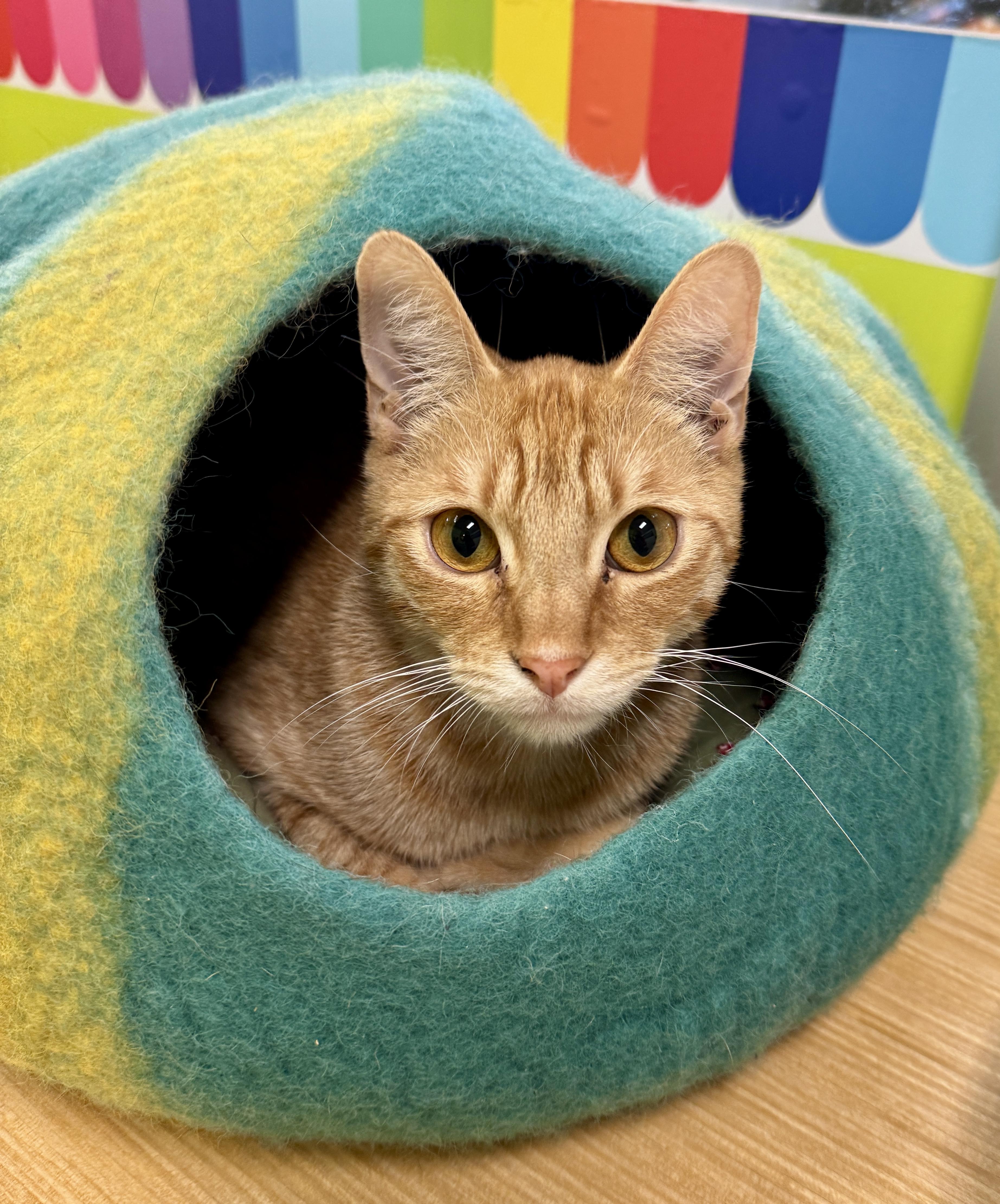 Enlarge Big Red , an adopted Domestic Short Hair in Houston, TX image 3/6