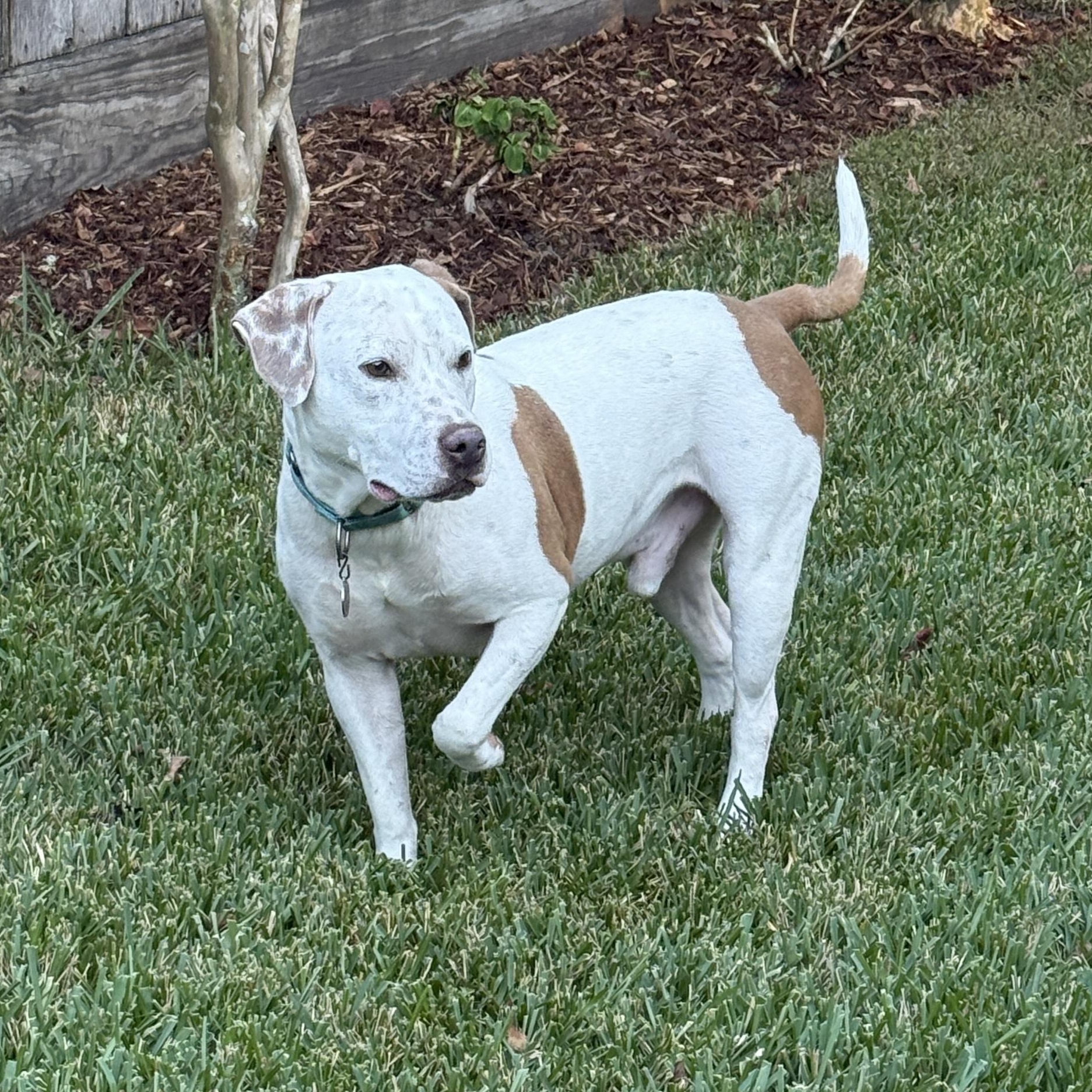 Canelo — thumbnail 2