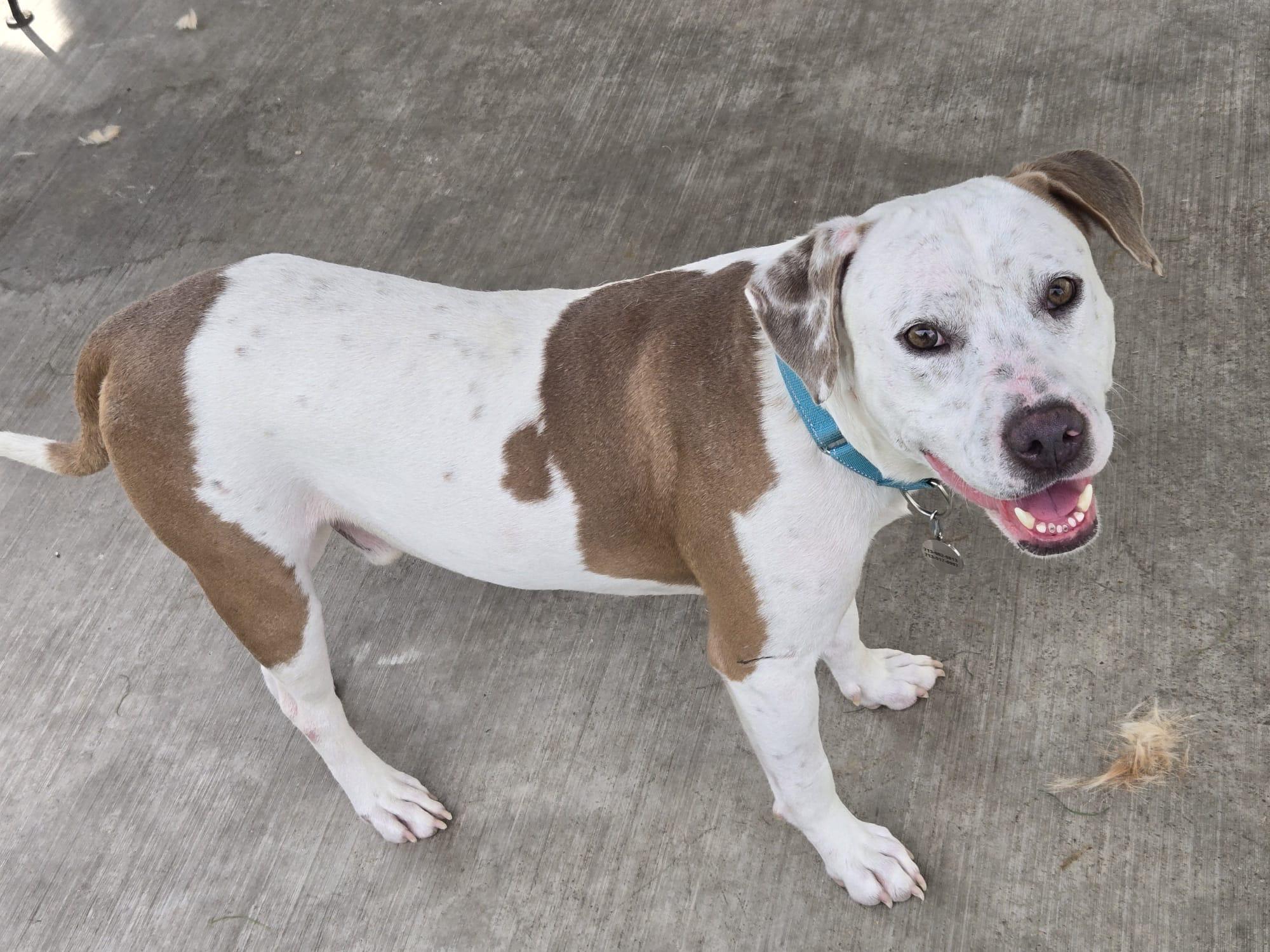 Canelo — thumbnail 5