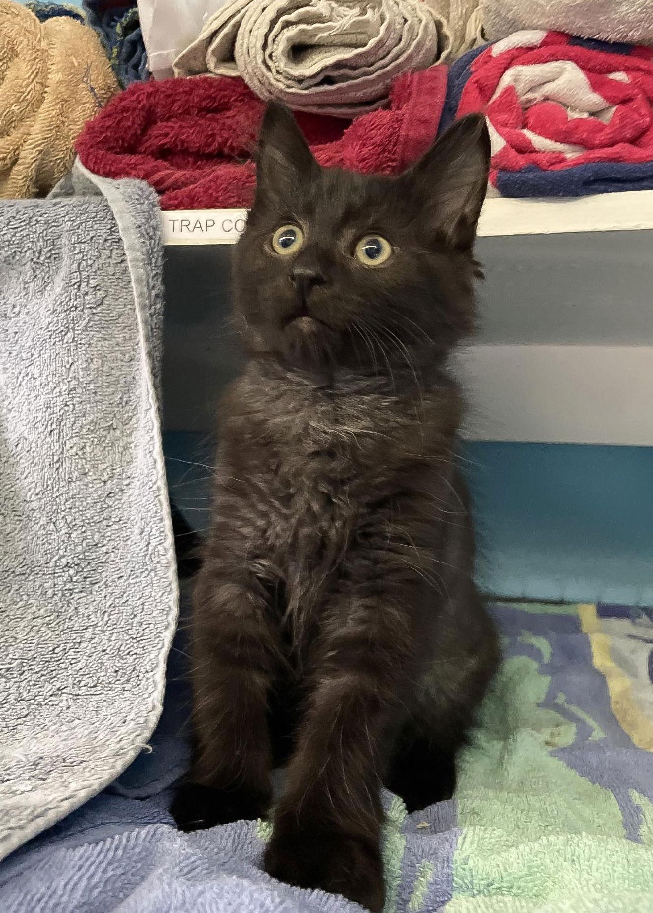 Binx, Adoptable, Young Male Domestic Medium Hair.