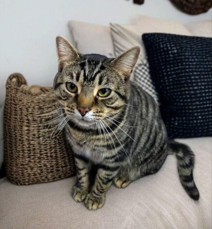 Romeo, Adoptable, Young Male Tabby.