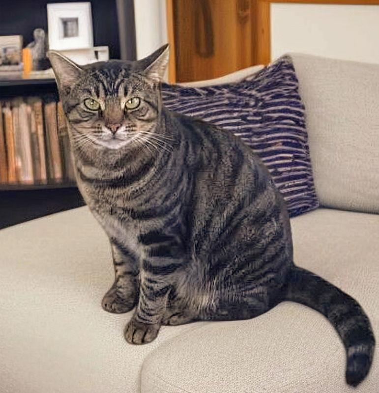 Enlarge Romeo, a Adoptable Tabby in Knoxville, TN image 2/3