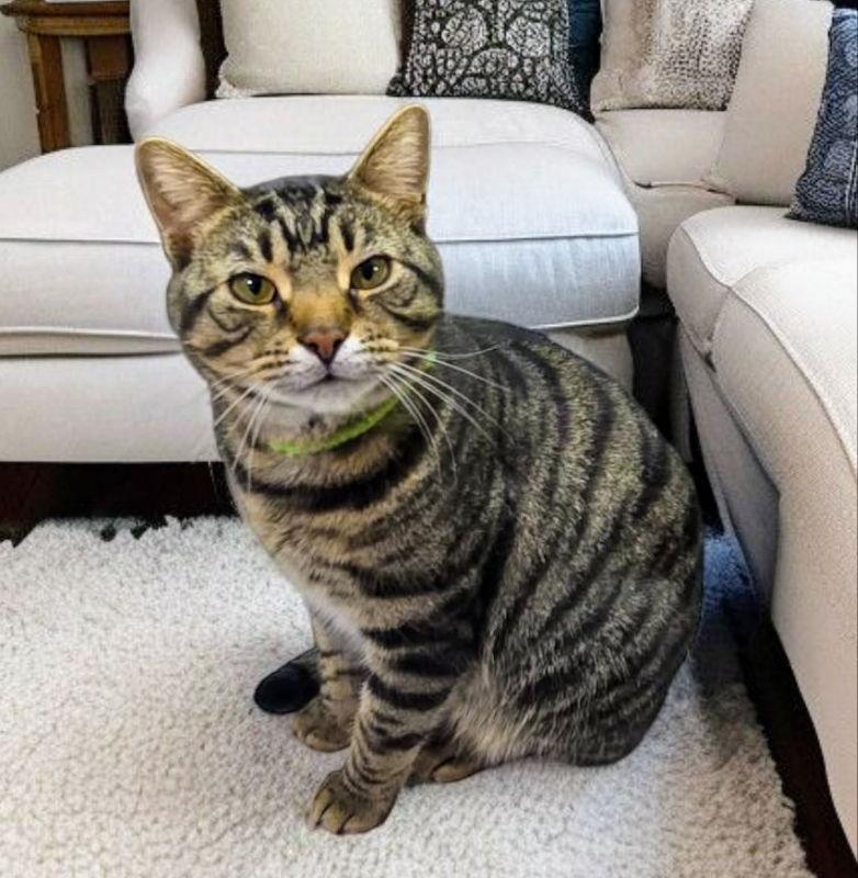 Enlarge Romeo, a Adoptable Tabby in Knoxville, TN image 3/3