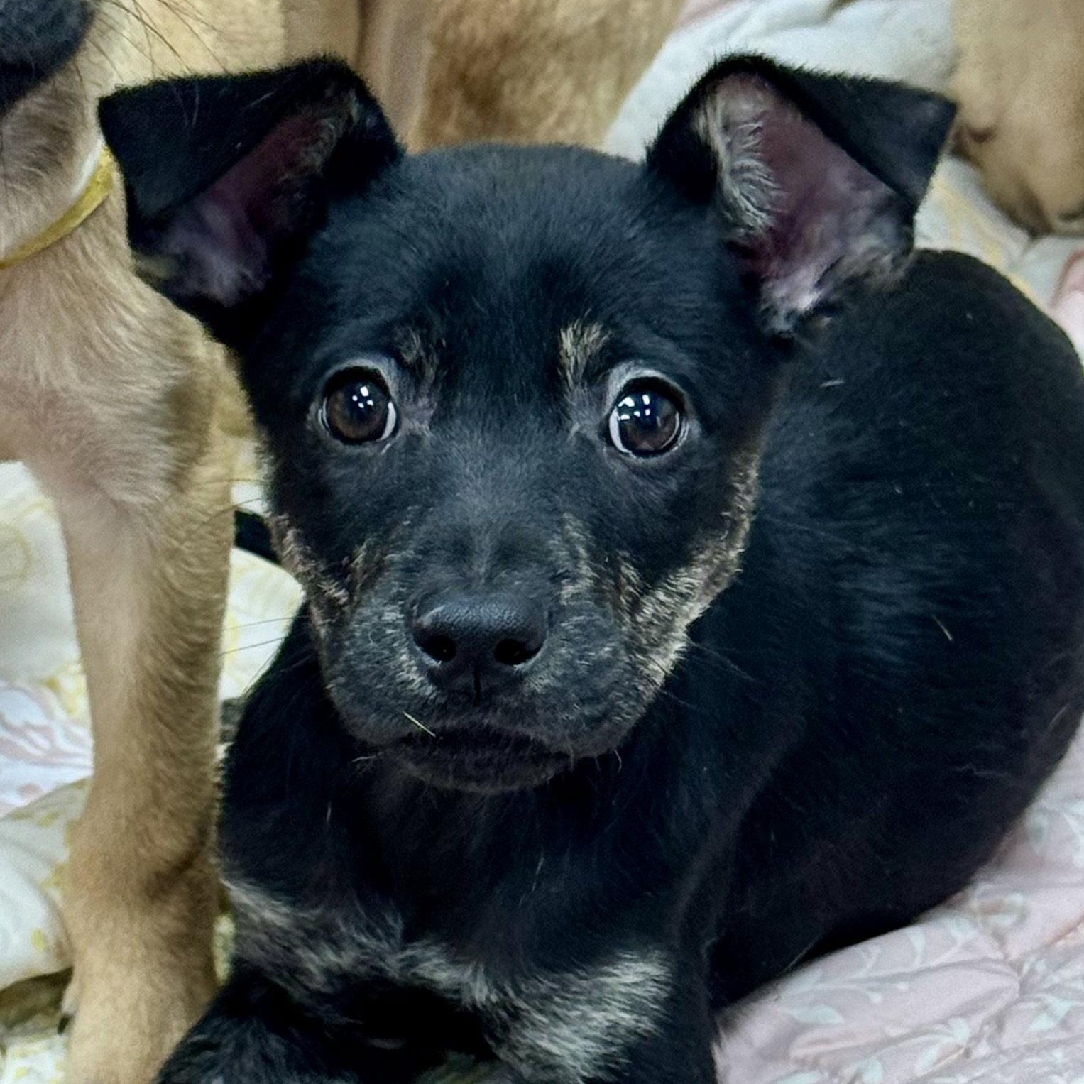 Enlarge Skye, a Adoptable mixed breed in Lake Hopatcong, NJ image 1/3
