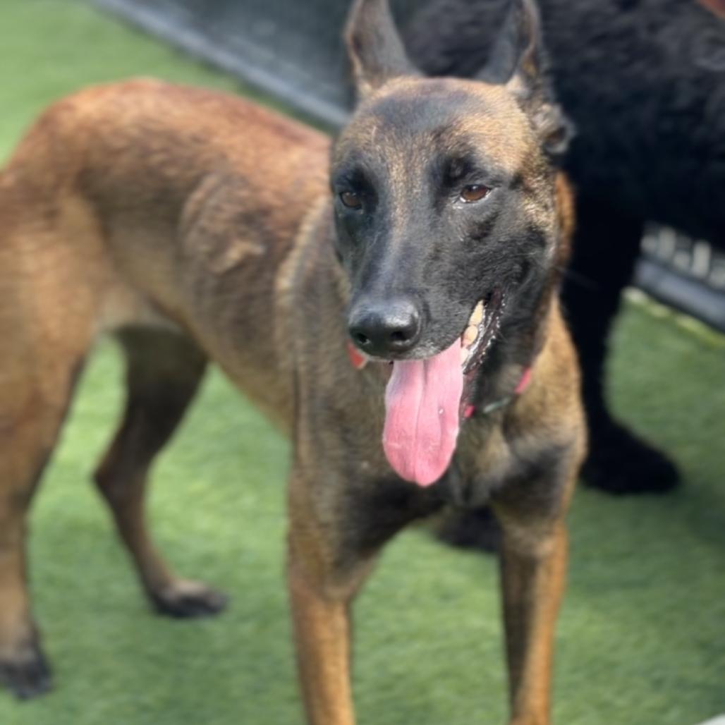 Enlarge Riley A2295541, a Adoptable Belgian Shepherd / Malinois in Mission Hills, CA image 1/6