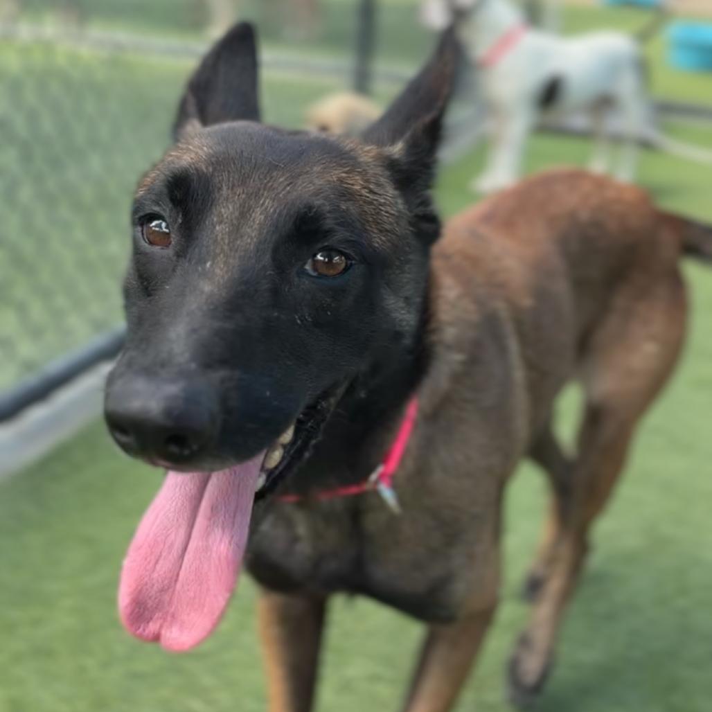 Enlarge Riley A2295541, a Adoptable Belgian Shepherd / Malinois in Mission Hills, CA image 2/6