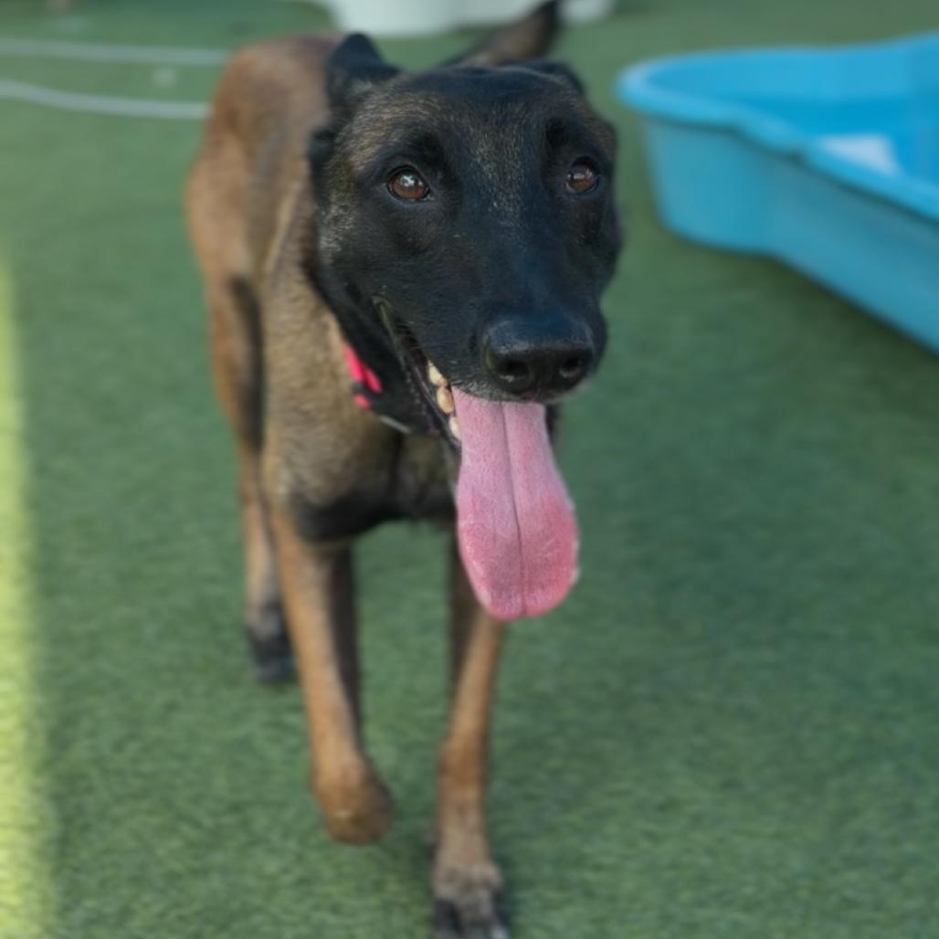 Enlarge Riley A2295541, a Adoptable Belgian Shepherd / Malinois in Mission Hills, CA image 3/6