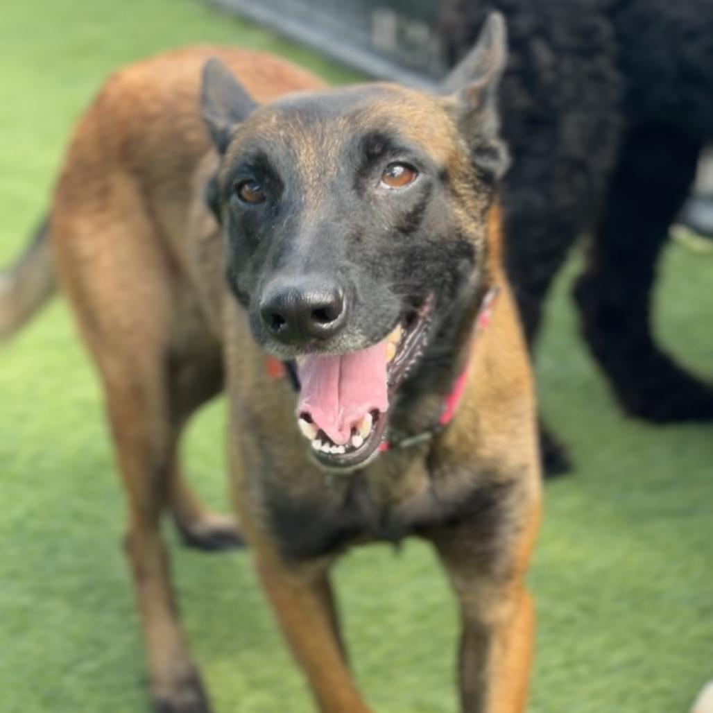 Enlarge Riley A2295541, a Adoptable Belgian Shepherd / Malinois in Mission Hills, CA image 4/6