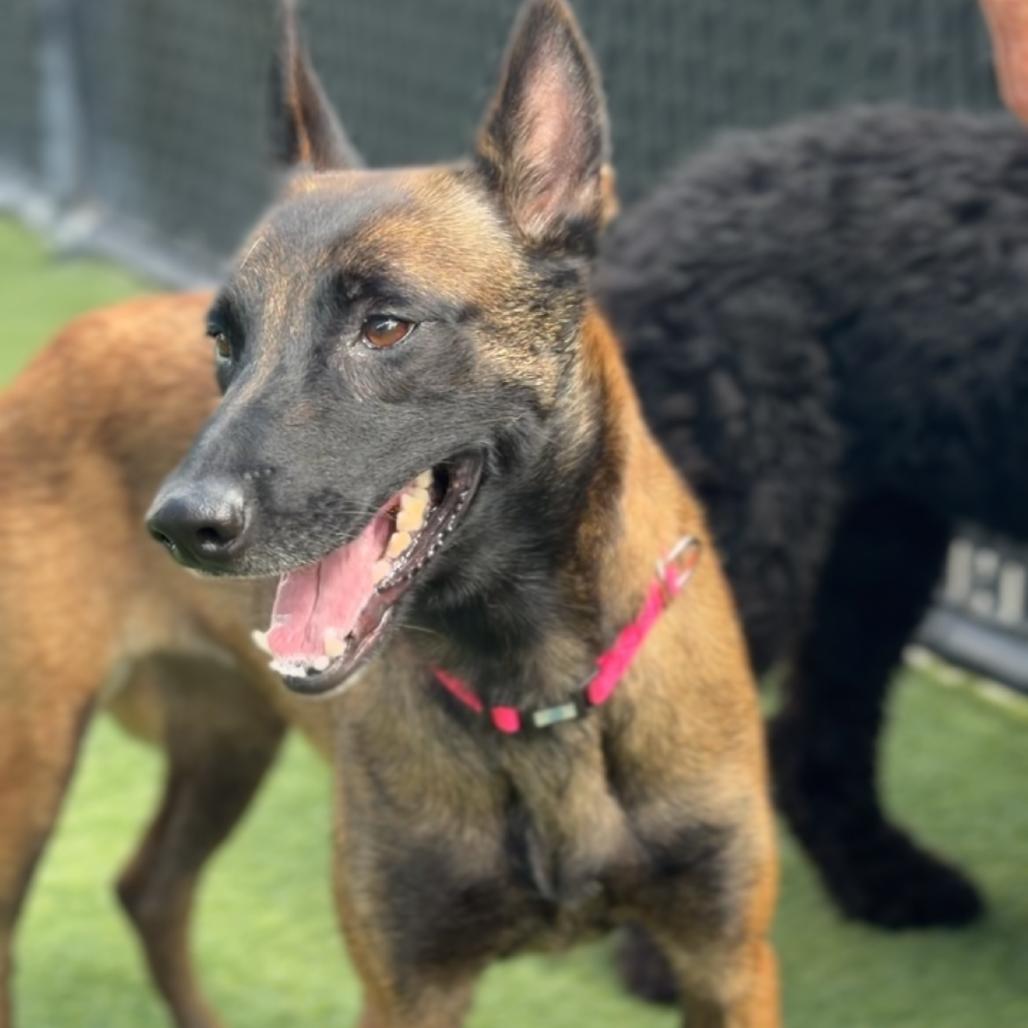 Enlarge Riley A2295541, a Adoptable Belgian Shepherd / Malinois in Mission Hills, CA image 5/6
