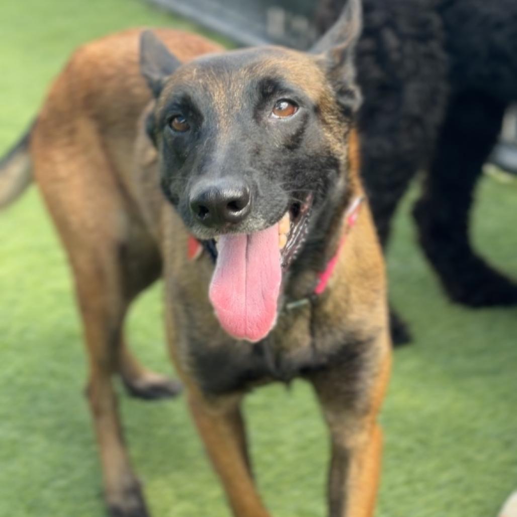 Enlarge Riley A2295541, a Adoptable Belgian Shepherd / Malinois in Mission Hills, CA image 6/6