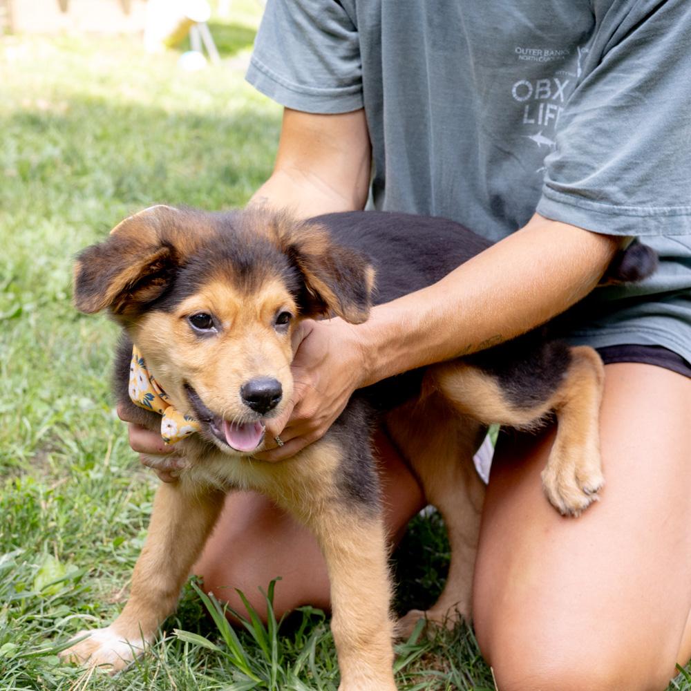 Sapphire (Female) Available 8/23
