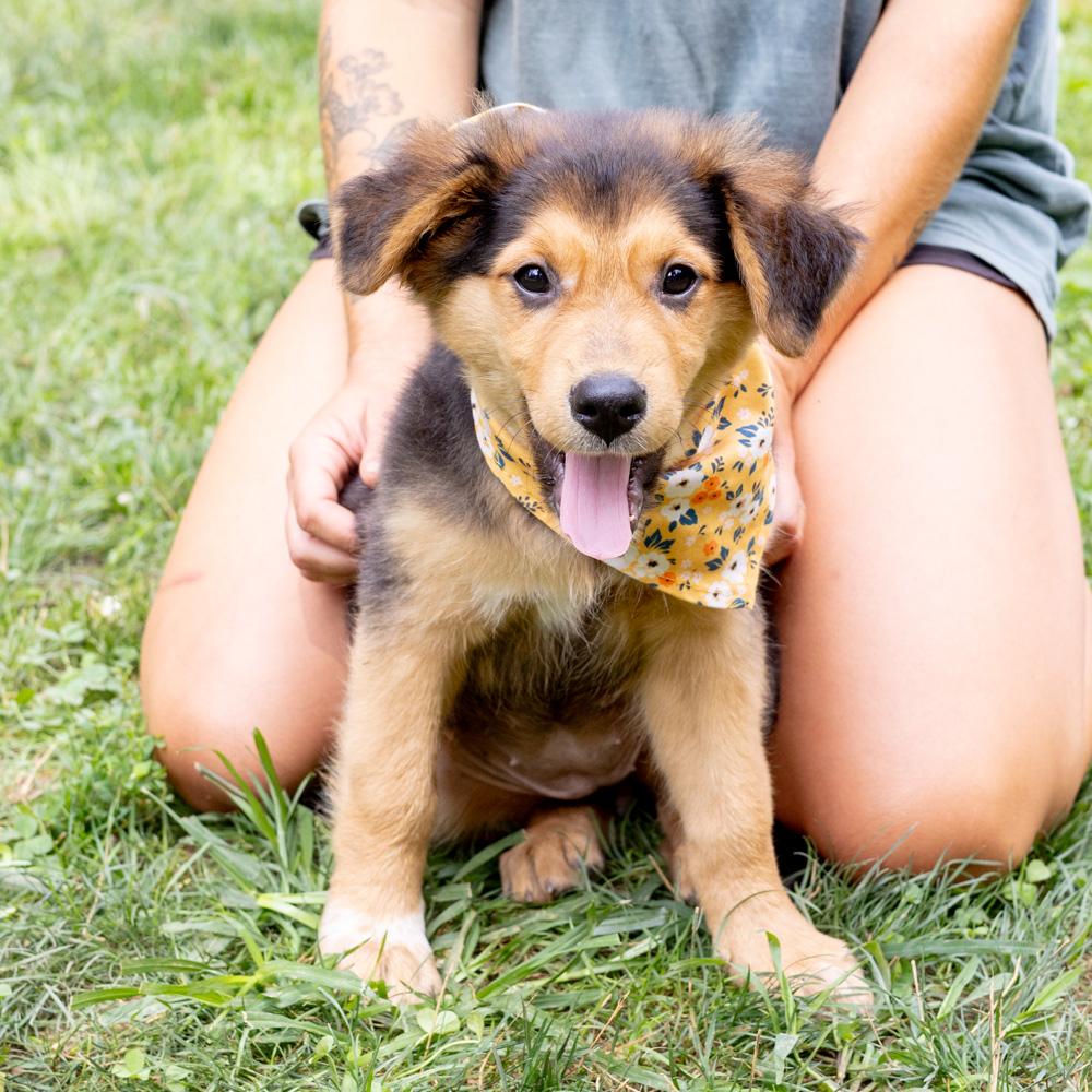 Sapphire (Female) Available 8/23