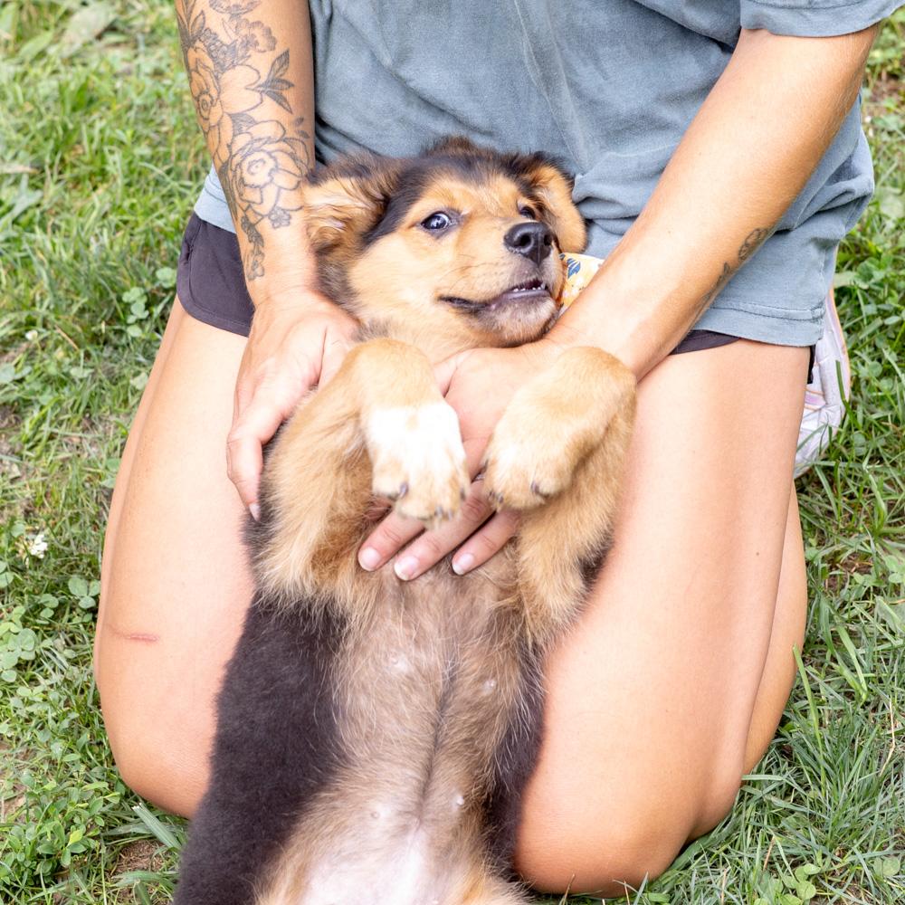 Sapphire (Female) Available 8/23