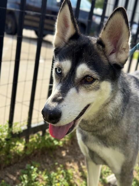 Enlarge MELINDA, a Adoptable Husky in Sugar Land, TX image 1/1