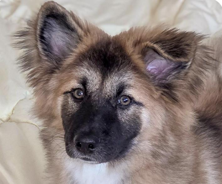 Kira, adopted, Puppy Female Jindo & Collie.