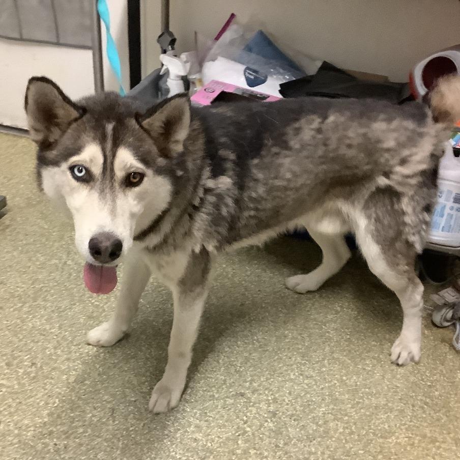 Enlarge Hunter*, a Adoptable Husky in San Gabriel, CA image 1/1
