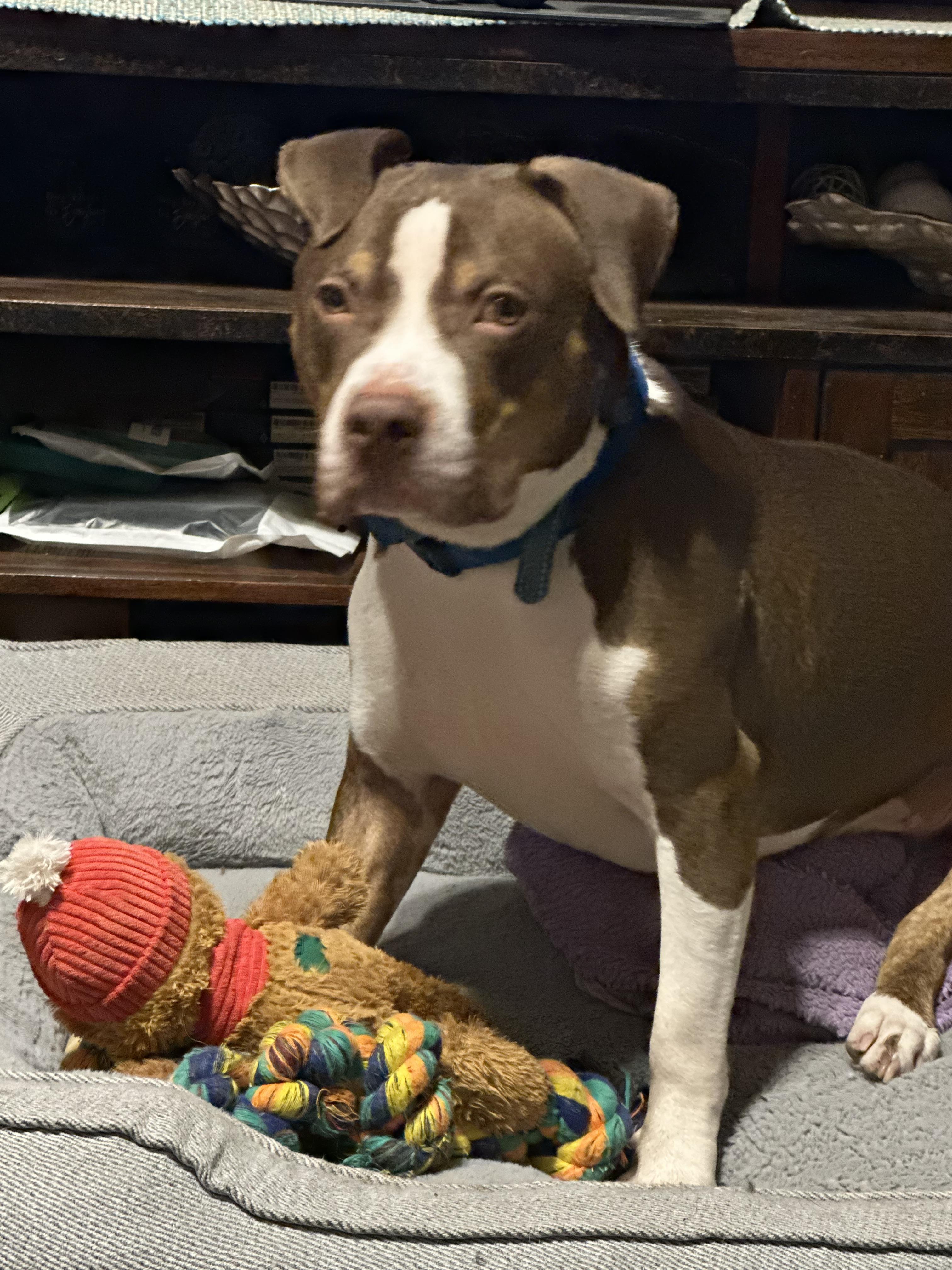 Cain Courtesy Listed, a ADOPTABLE Mixed Breed in Midland, MI image 2/4