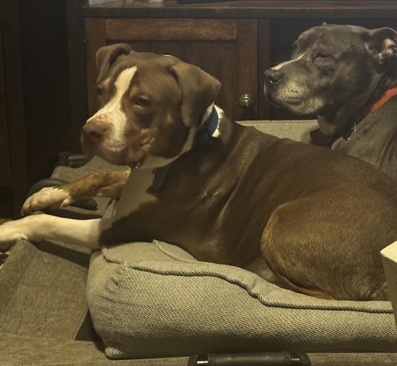 Cain Courtesy Listed, a ADOPTABLE Mixed Breed in Midland, MI image 4/4