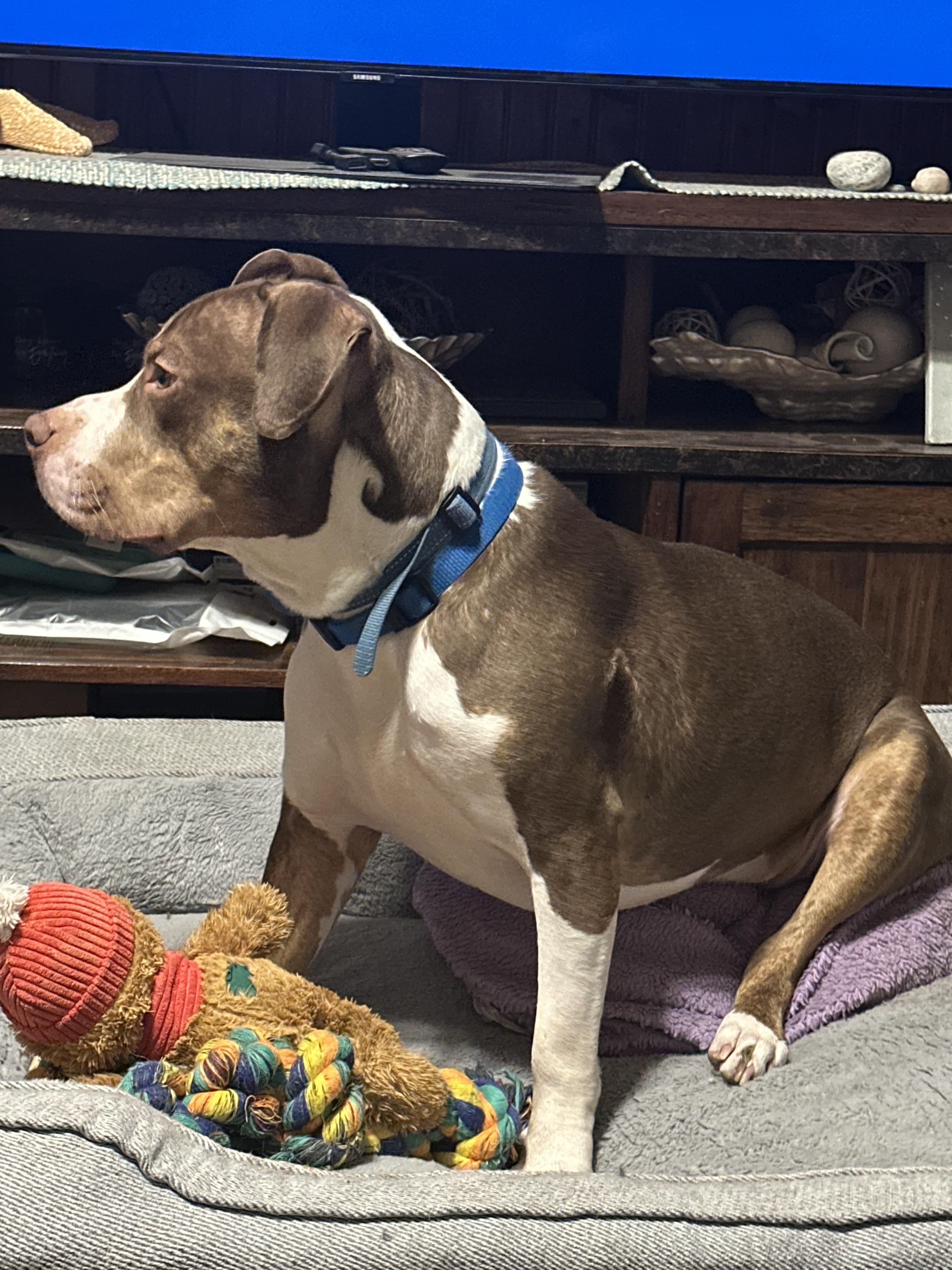 Cain Courtesy Listed, a ADOPTABLE Mixed Breed in Midland, MI image 3/4