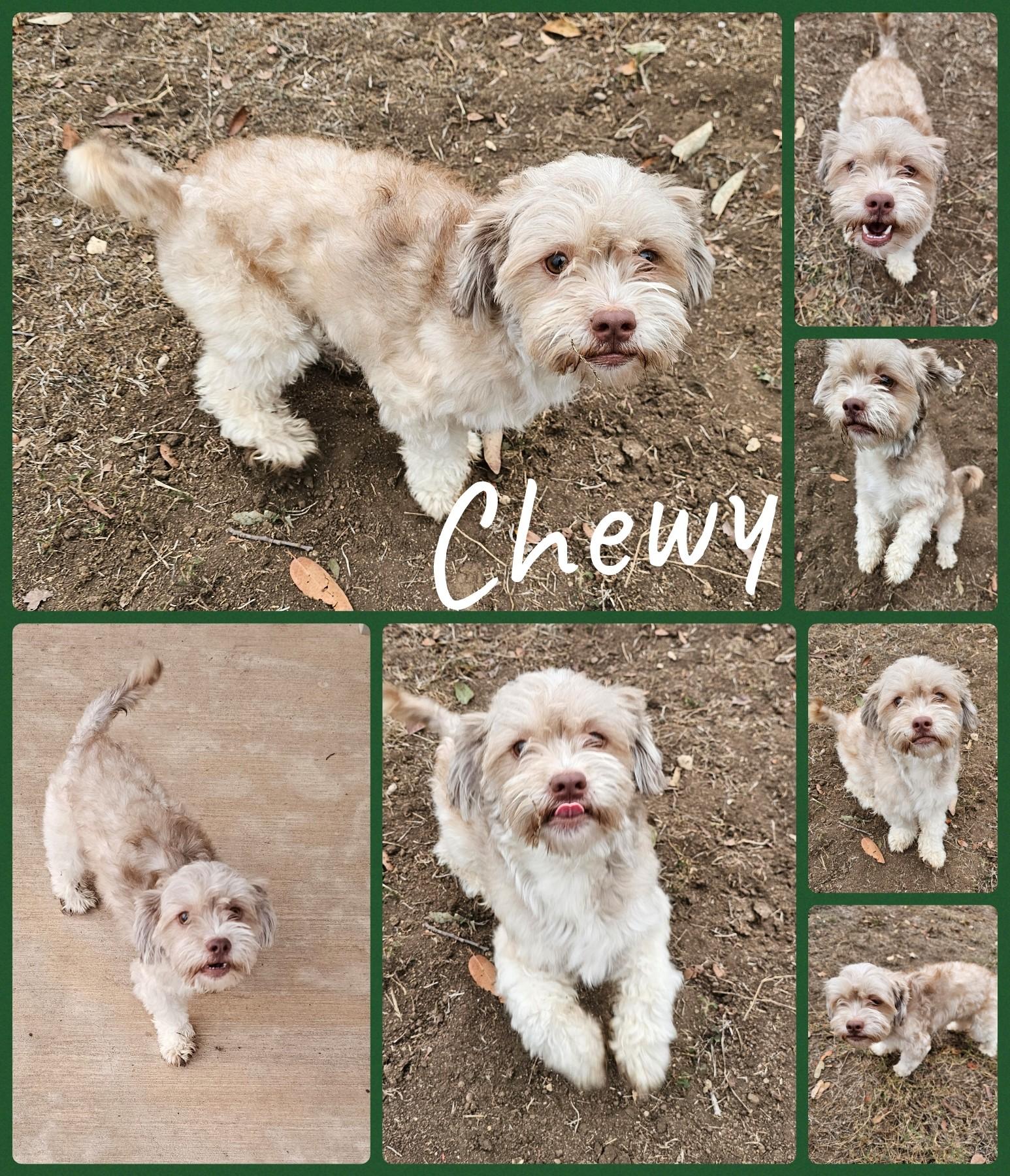 Enlarge Chewy, an adopted mixed breed in Universal City, TX image 1/1