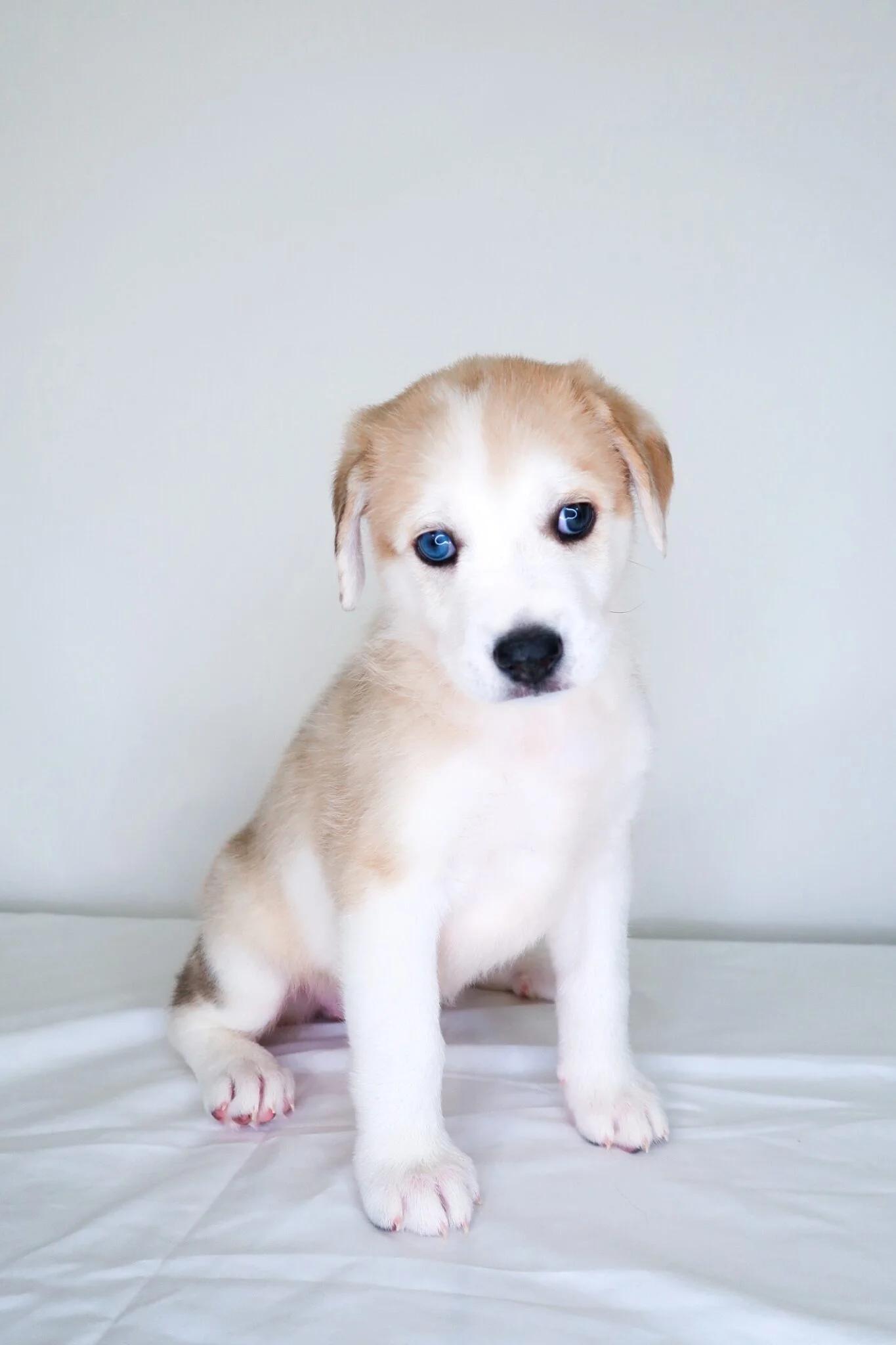 Hallie