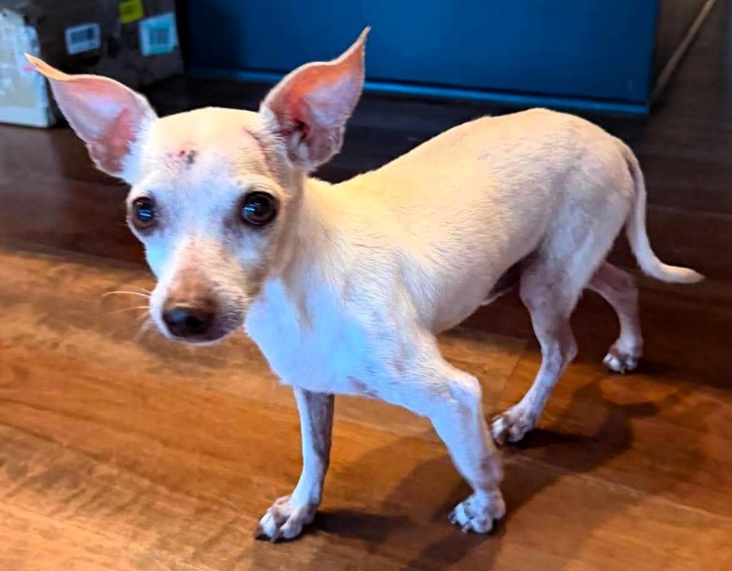 Enlarge Iggy, a Adoptable Chihuahua in Bryan, TX image 1/1