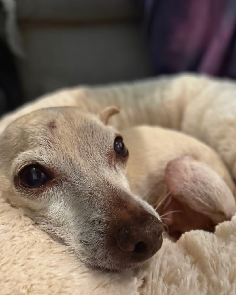 Iggy, a Adoptable Chihuahua in Bryan, TX image 1/6