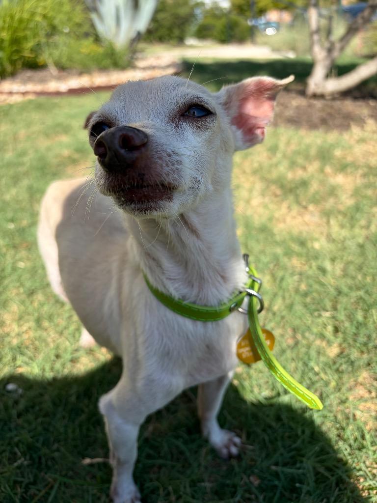 Iggy, a Adoptable Chihuahua in Bryan, TX image 2/6