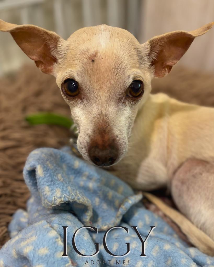 Iggy, a Adoptable Chihuahua in Bryan, TX image 3/6