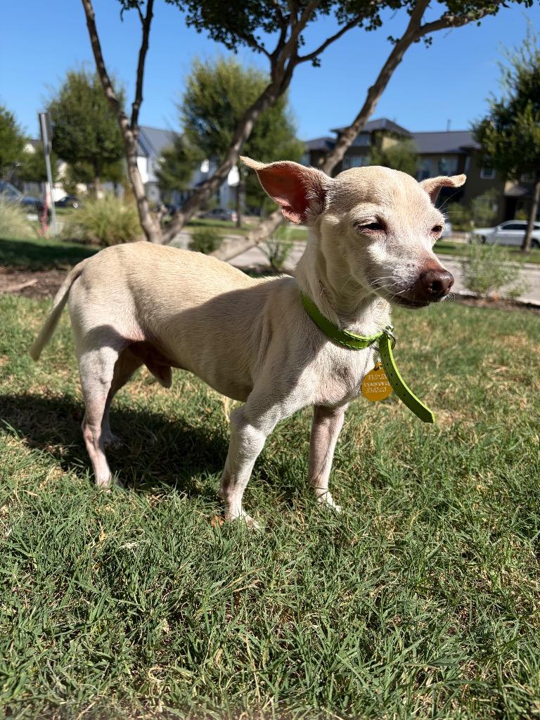 Iggy, a Adoptable Chihuahua in Bryan, TX image 4/6