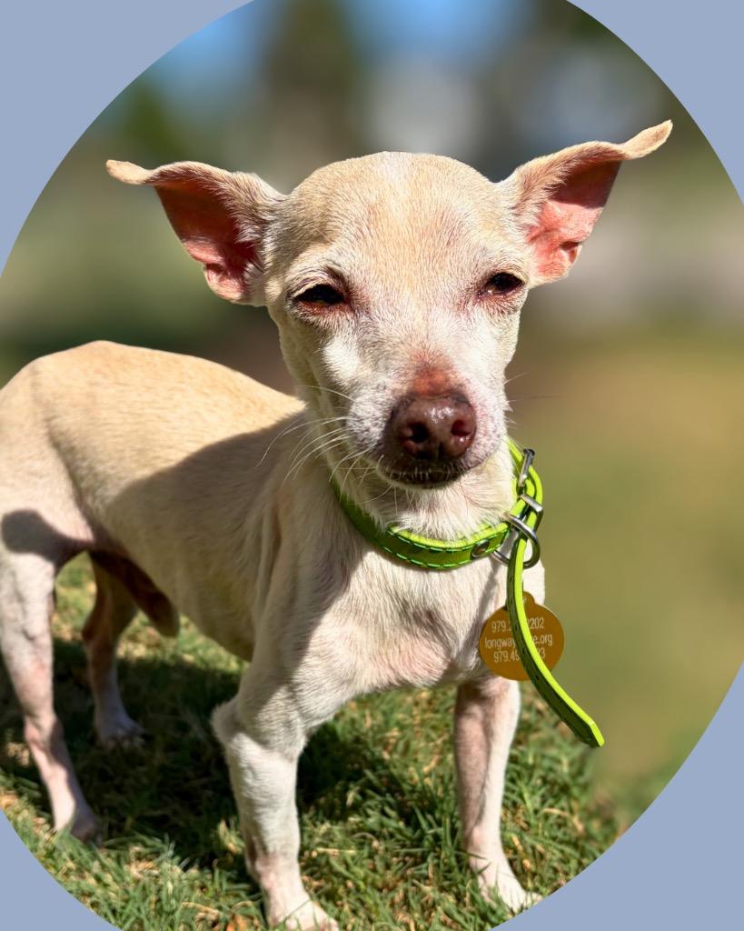 Iggy, a Adoptable Chihuahua in Bryan, TX image 5/6