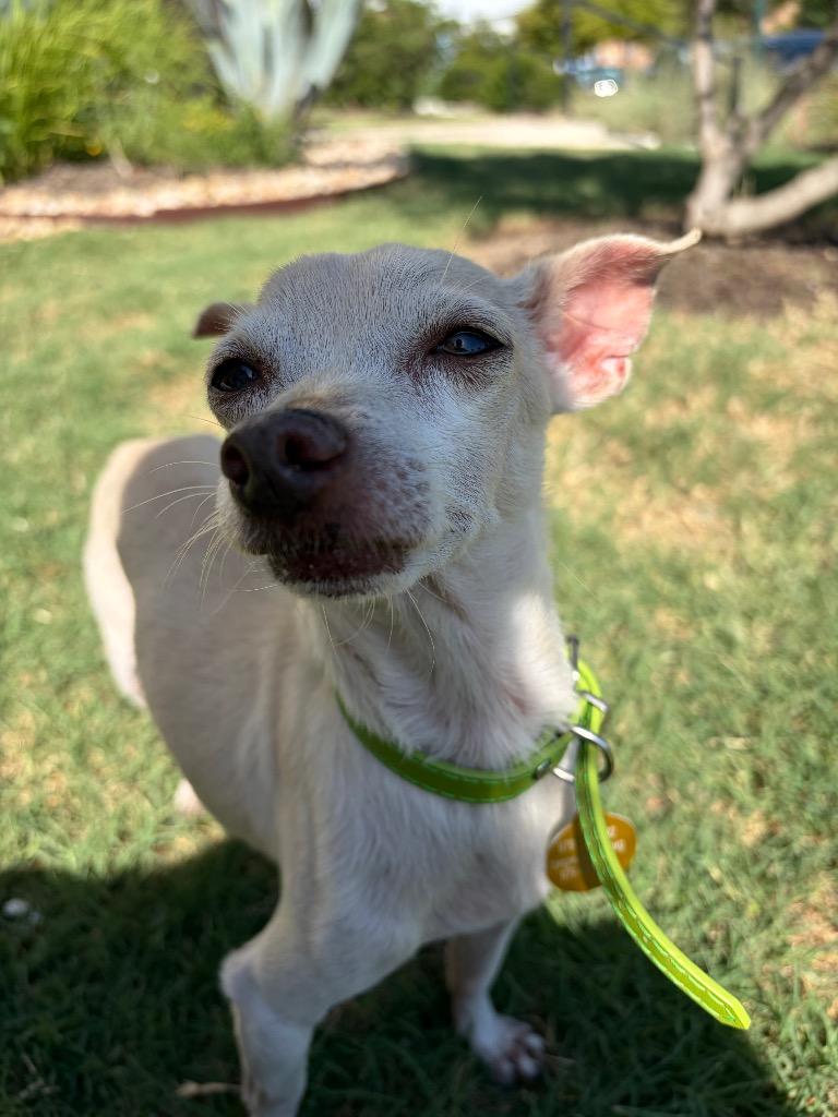 Iggy, a Adoptable Chihuahua in Bryan, TX image 6/6