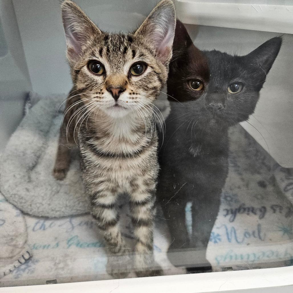 Sketti, Adoptable, Kitten Male Domestic Short Hair.