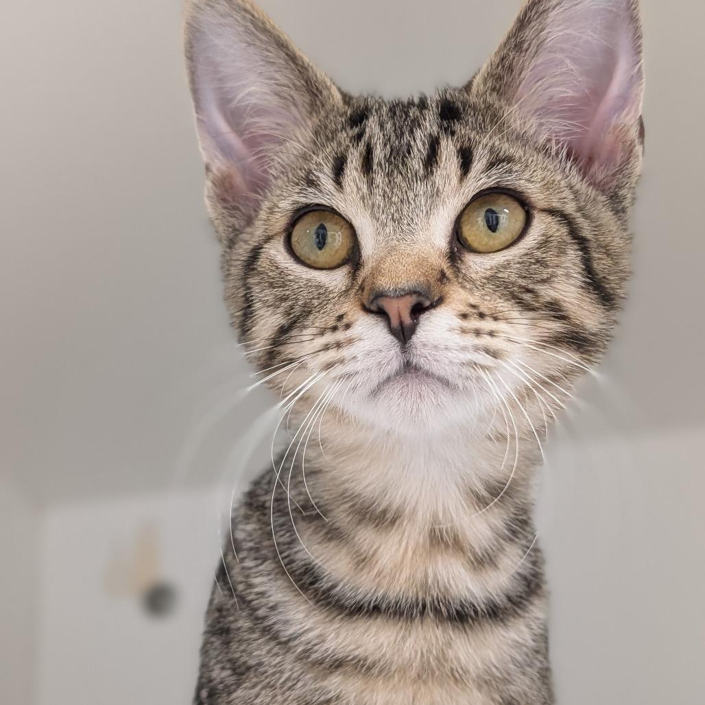 Enlarge Sketti, a Adoptable Domestic Short Hair in Jasper, IN image 2/3