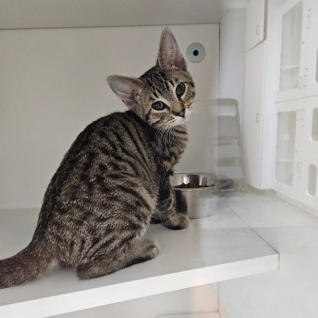Enlarge Sketti, a Adoptable Domestic Short Hair in Jasper, IN image 3/3
